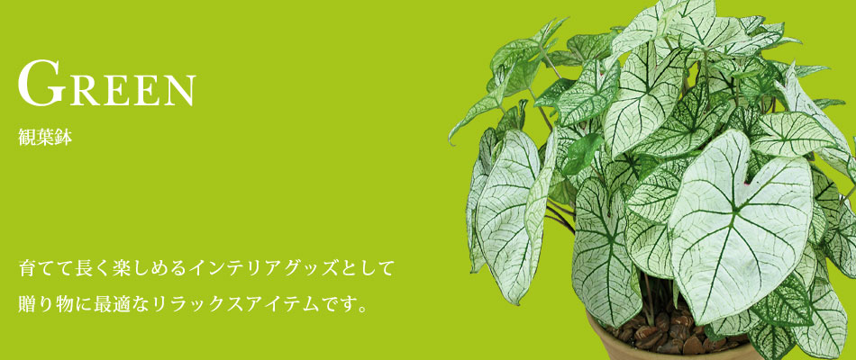 観葉鉢