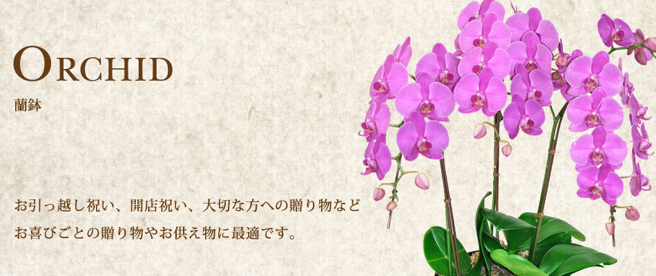 蘭鉢
